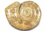 Jurassic Ammonite (Hemilytoceras) Fossil - Madagascar #283370-1